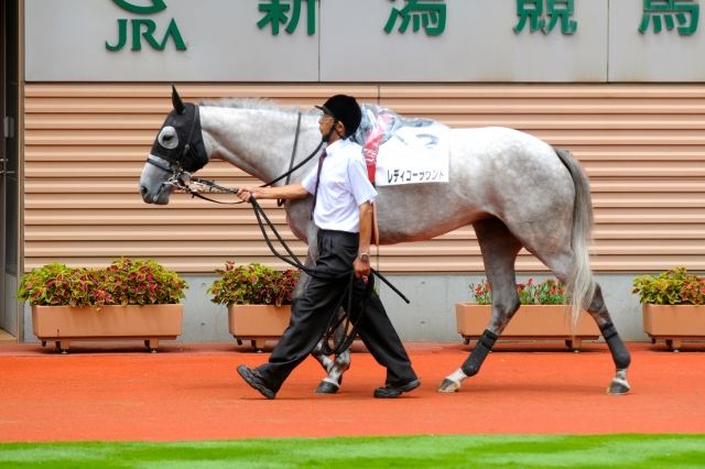 新馬戦パドック レディゴーラウンド
