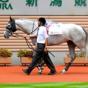 新馬戦パドック