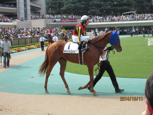 新馬戦パドック キャットコイン