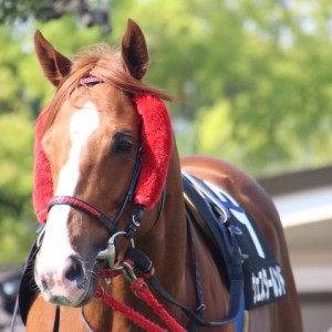 下鴨Sパドック-3