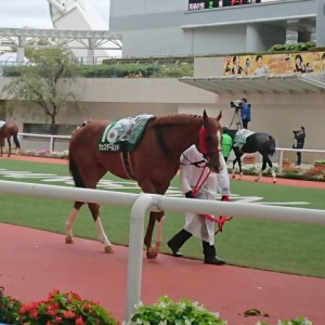 シリウスS パドック