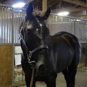 KSファーム内リバティホースナヴィゲイト