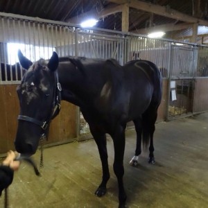 KSファーム内リバティホースナヴィゲイト