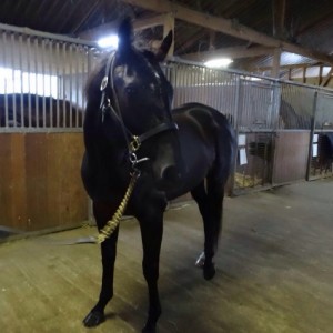 KSファーム内リバティホースナヴィゲイト