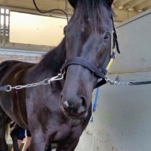 美浦トレセンにて