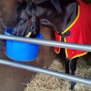 美浦トレセンにて