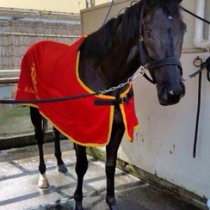 美浦トレセンにて