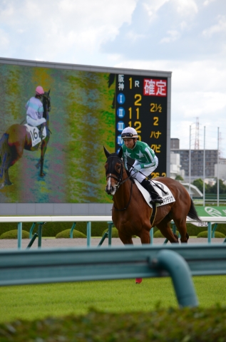 2014年　9月13日　阪神２Ｒ　返し馬２ タイキアデリナ