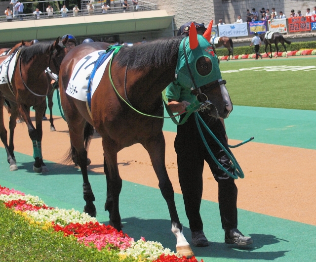 新馬戦パドック グリシーヌシチー