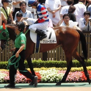 グリシーヌシチー新馬戦