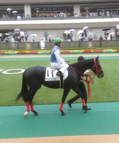 新馬戦 東京競馬場 ダッシングブルー