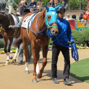 新馬戦 パドック