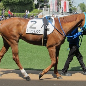 新馬戦 パドック