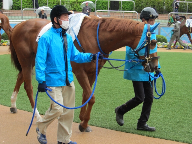 未勝利戦 パドック アースライジング