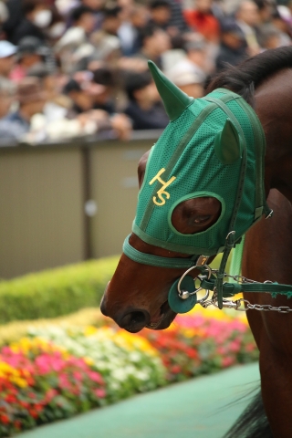 11月未勝利戦パドック ファルブナイト