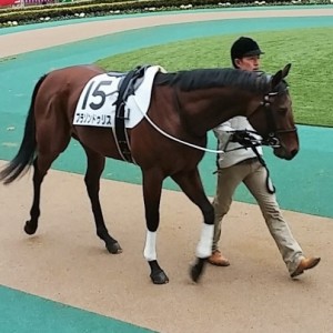 2015/2/22　東京競馬場　パドック