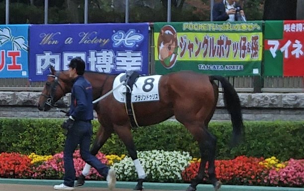 2015.11.23　５００万下　パドック ブラゾンドゥリス