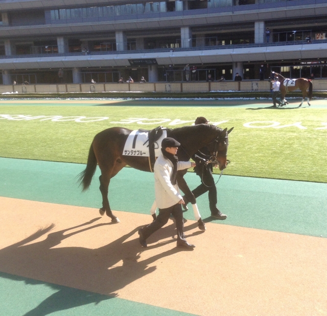 明るい陽射し☆1枠1番サンタナブルー！ サンタナブルー