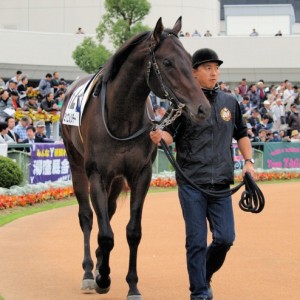 新馬戦パドック３