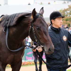 新馬戦パドック４