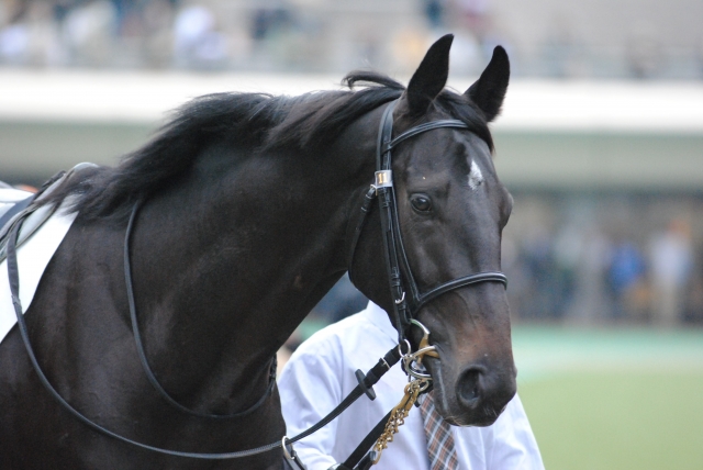 パドック騎乗前１ ヴァンガードシチー