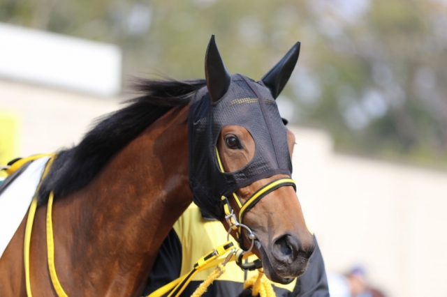 新馬戦パドック-3 リアンシチー