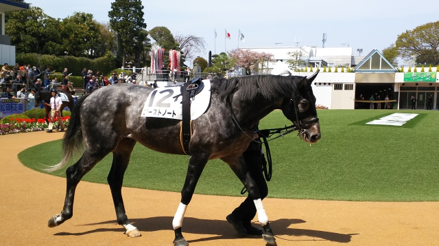 パドック ゴーストノート