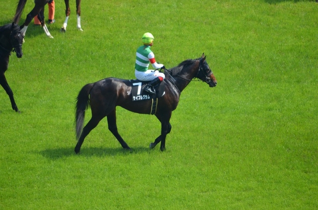 ゲート入り前 ケイブルグラム