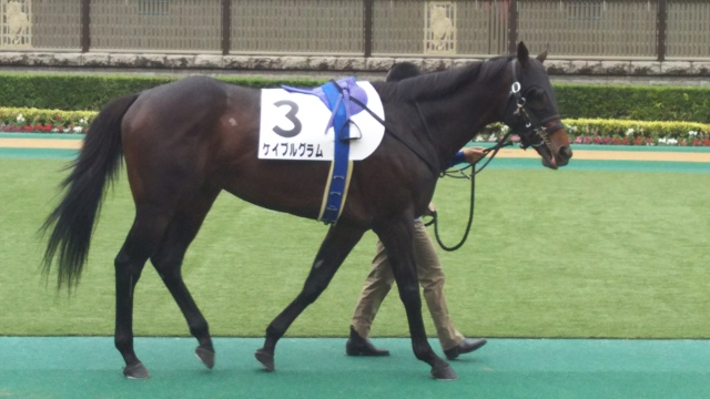 3歳以上500万下 パドック ケイブルグラム