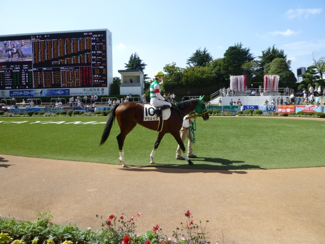 新馬戦　パドック アウェイク