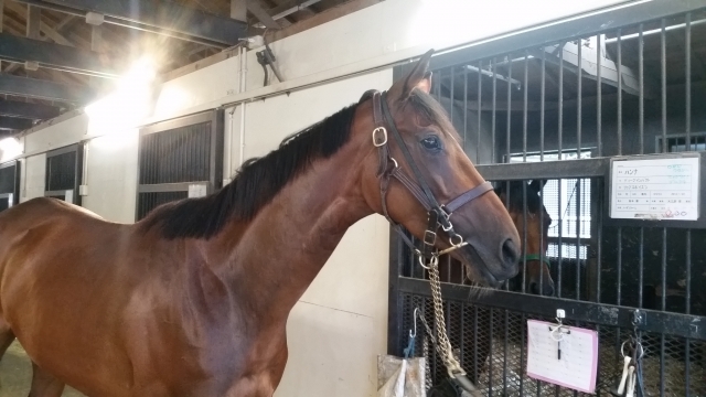 16年9/28NF天栄② スコルツェッテ