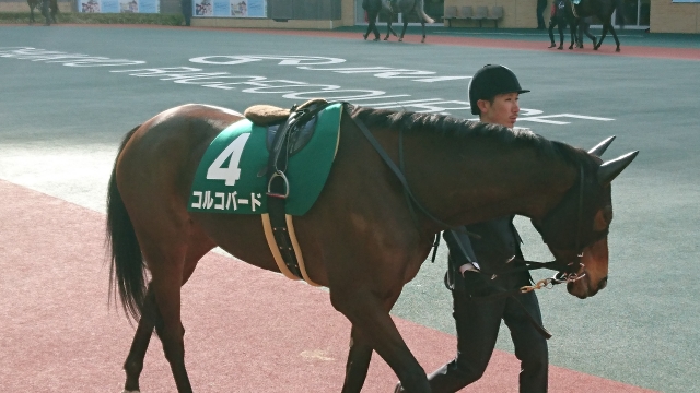 愛知杯パドック① コルコバード