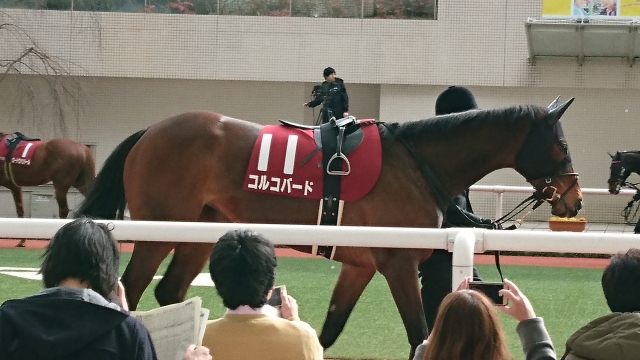 阪神大賞典パドック① コルコバード