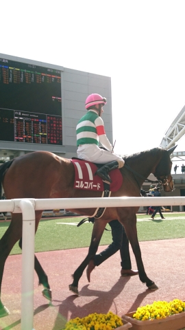 阪神大賞典パドック④ コルコバード