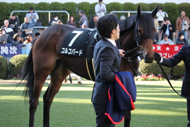 菜の花賞パドック コルコバード