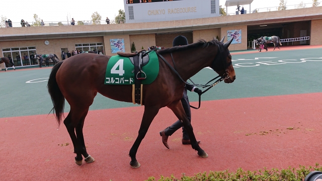 愛知杯パドック周回その１ コルコバード