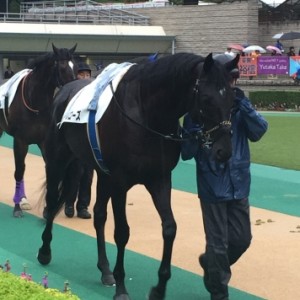 アジュールローズ パドックにて