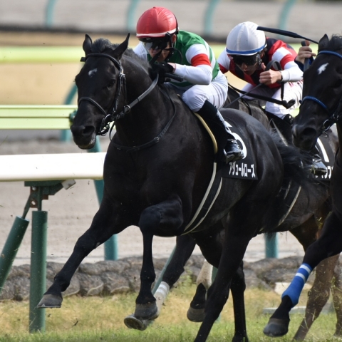 直線 アジュールローズ