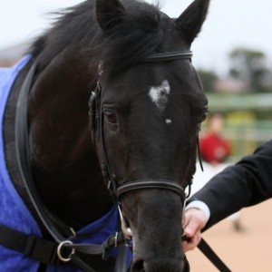 2016.3.12 中山7Ｒ 優勝！