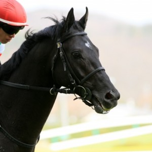 2017.4.16 福島11R 福島民報杯