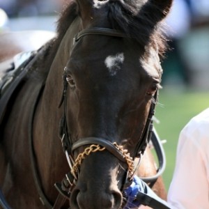 2017.4.16 福島11R 福島民報杯