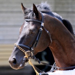 2018.5.27 東京8R 青嵐賞