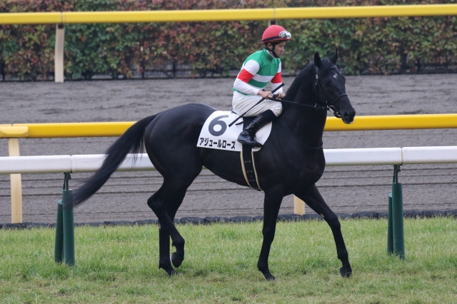 2016年2月20日　3歳500万下　馬場入場 アジュールローズ