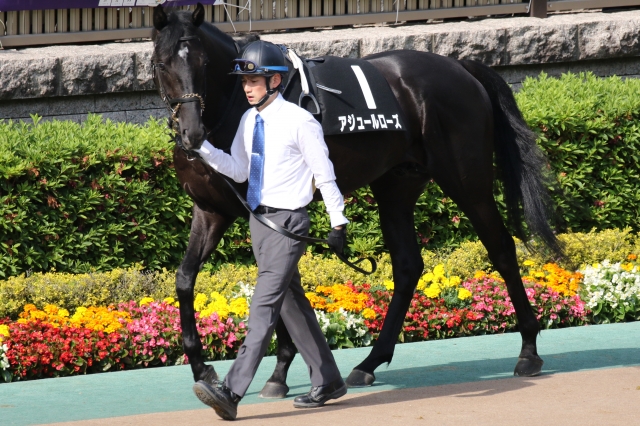 パドック アジュールローズ