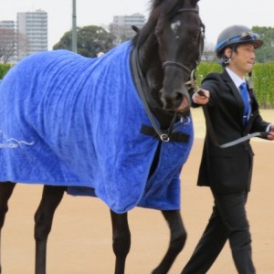 2016-03-12 中山 3歳500万下 