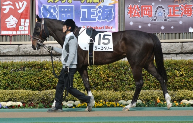 東京３歳未勝利2.6　パドック① グースベリー