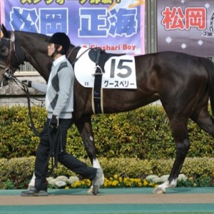 東京３歳未勝利2.6　パドック①