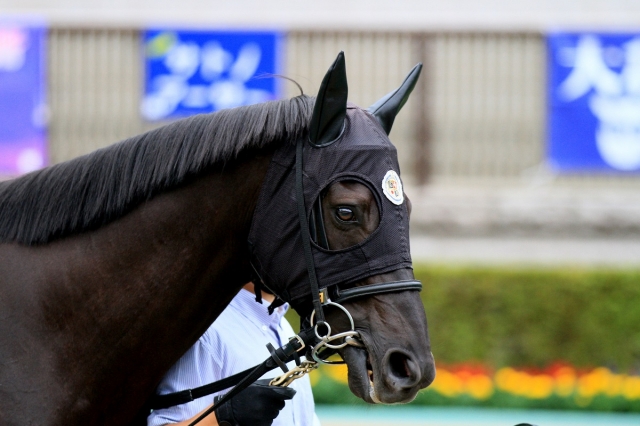 2018.5.19 東京8R カンタオール