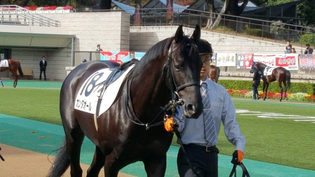新馬戦パドッツク カンタオール