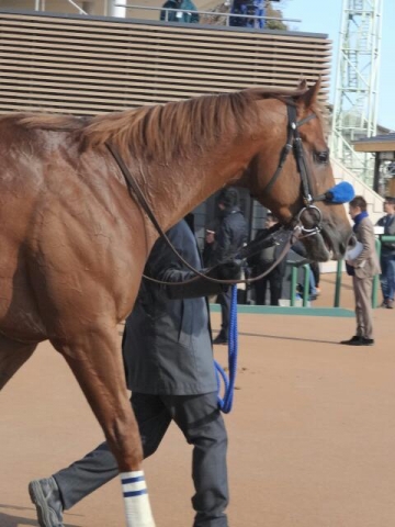 中山2R新馬戦ダート1,800m④ マイティーゴールド